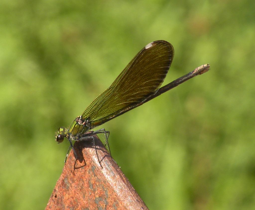 Forse qualche Calopteryx virgo?